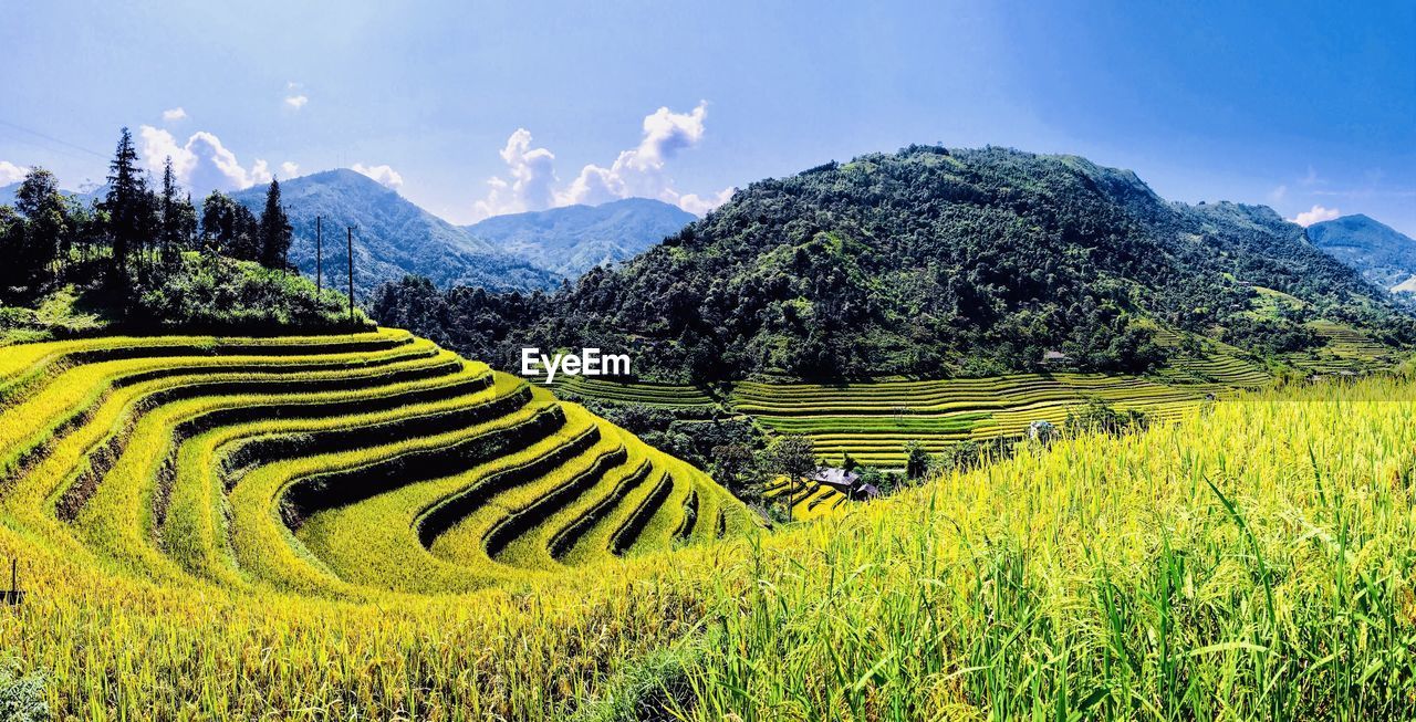 SCENIC VIEW OF FARM AGAINST SKY
