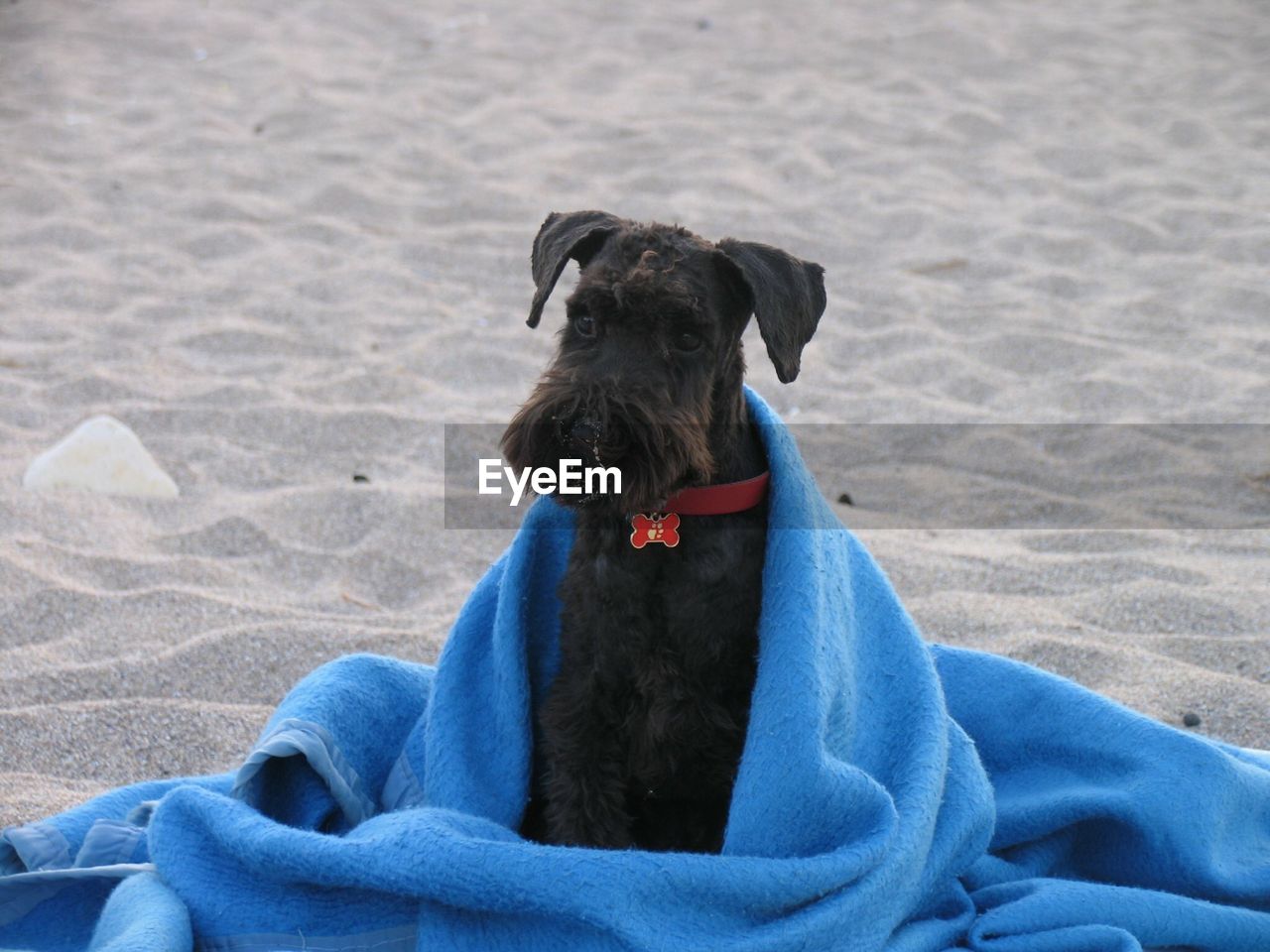 Close-up of dog sitting on sand at beach