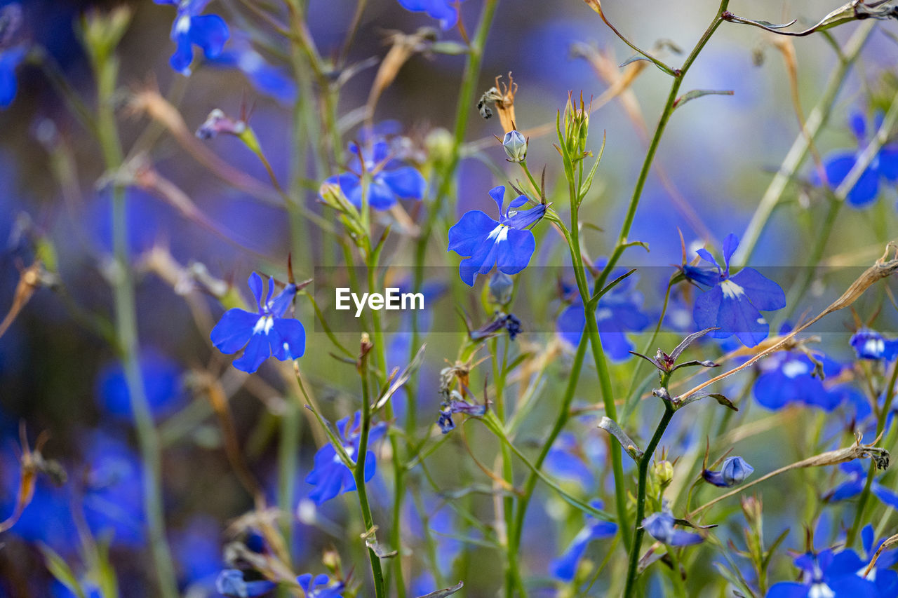 plant, flower, flowering plant, beauty in nature, growth, nature, freshness, blue, close-up, meadow, no people, purple, wildflower, focus on foreground, land, fragility, outdoors, field, food, food and drink, springtime, selective focus, day, plant part, tree, leaf, environment, blossom, tranquility, backgrounds, summer