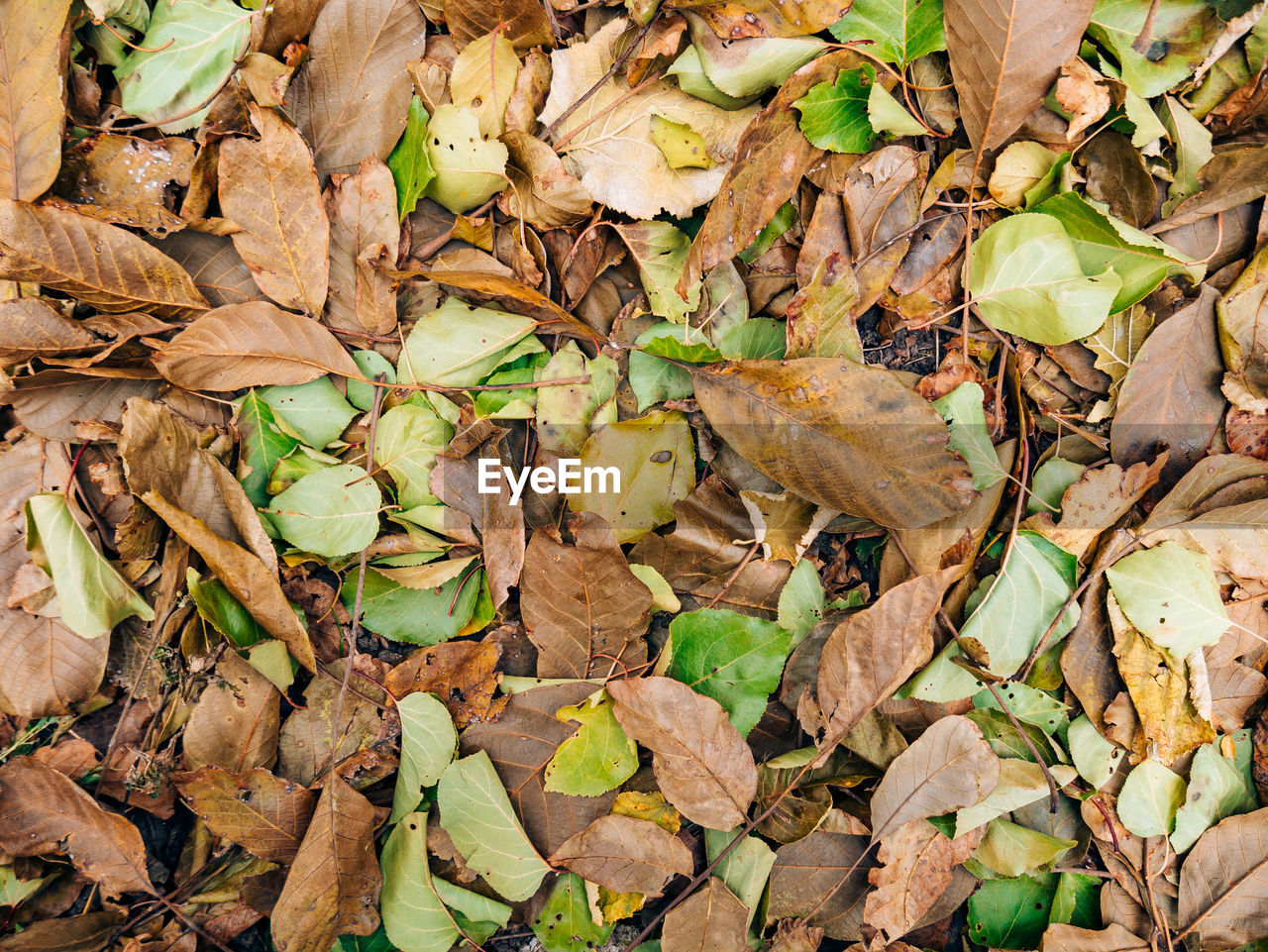 HIGH ANGLE VIEW OF DRIED LEAVES ON FALLEN TREE