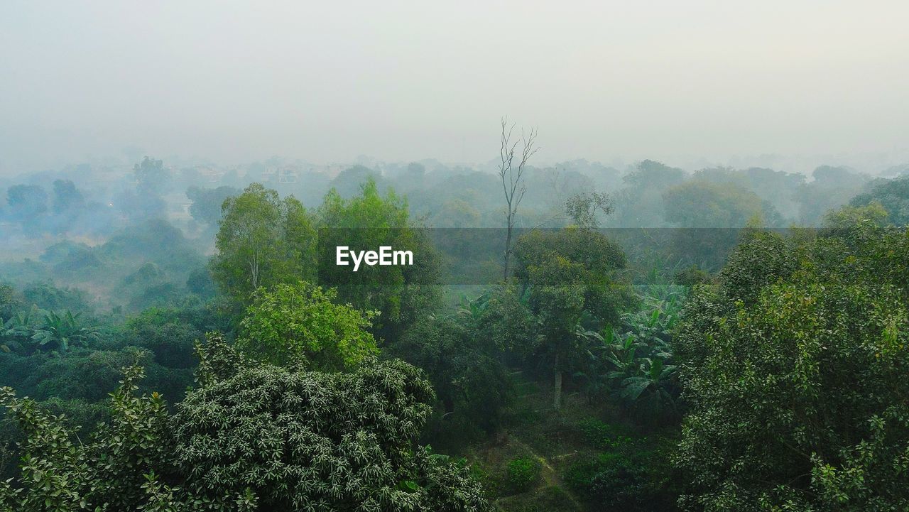 PLANTS GROWING ON LAND