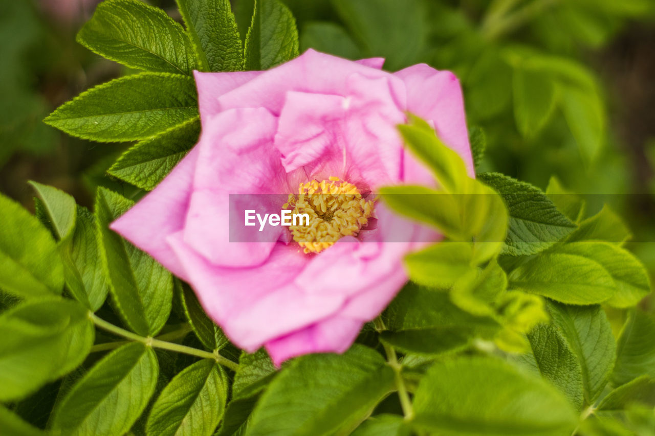 CLOSE-UP OF PINK ROSE WITH LEAVES