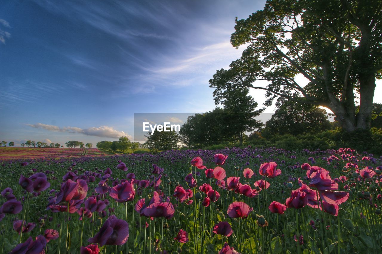 SCENIC VIEW OF PINK TULIP FLOWERS ON FIELD