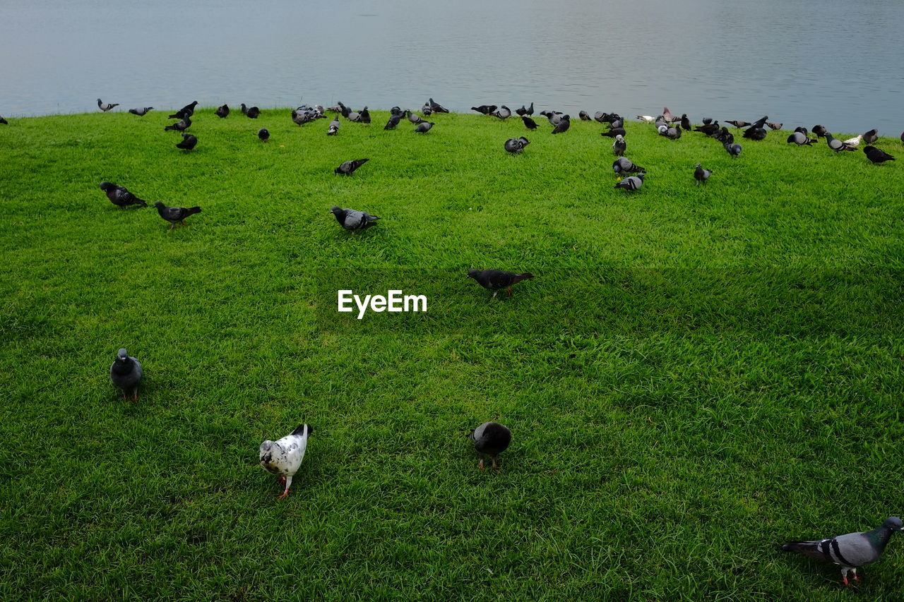 Flock of birds on grassy field