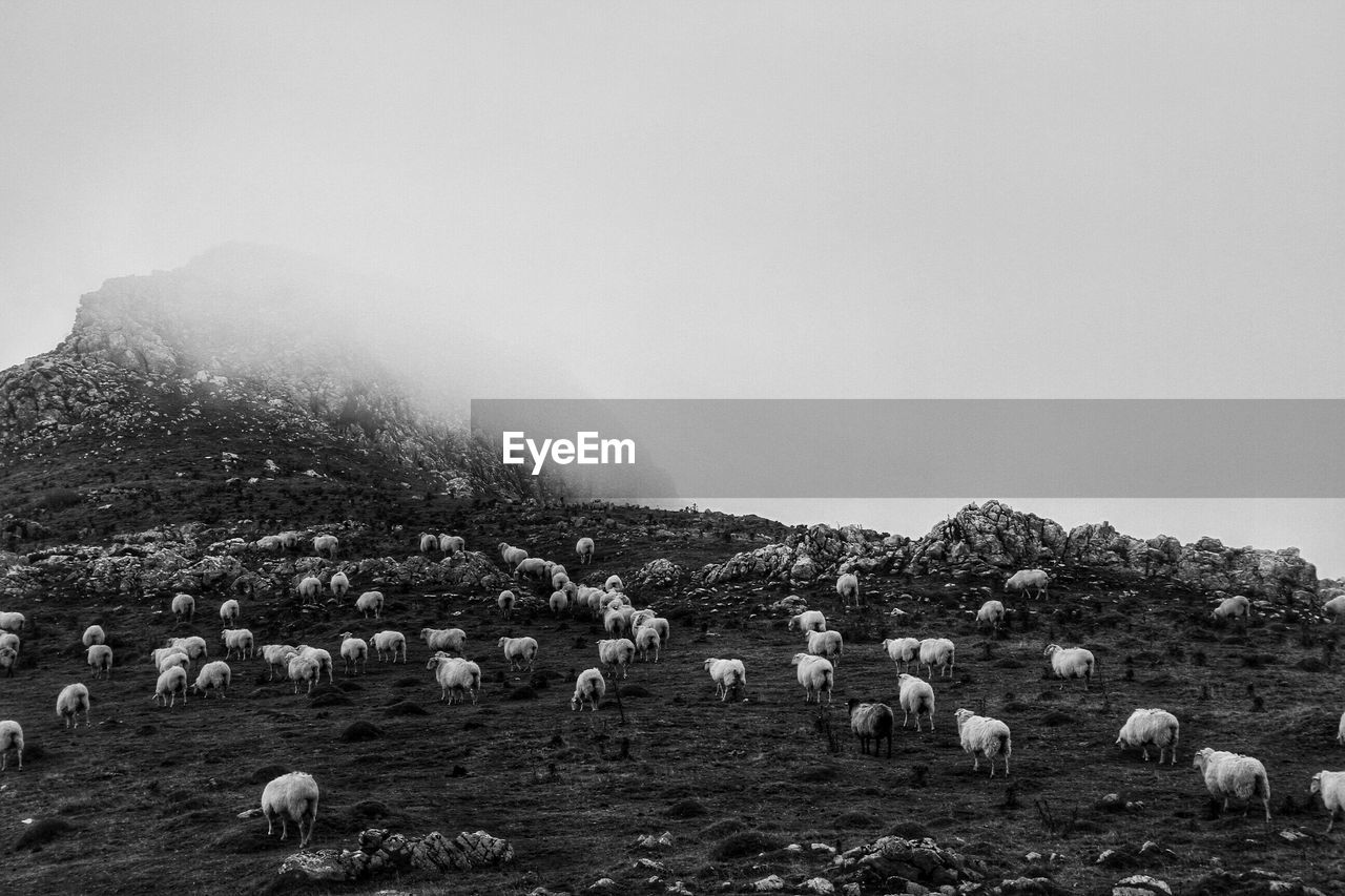 Flock of sheep grazing on field against sky during foggy weather