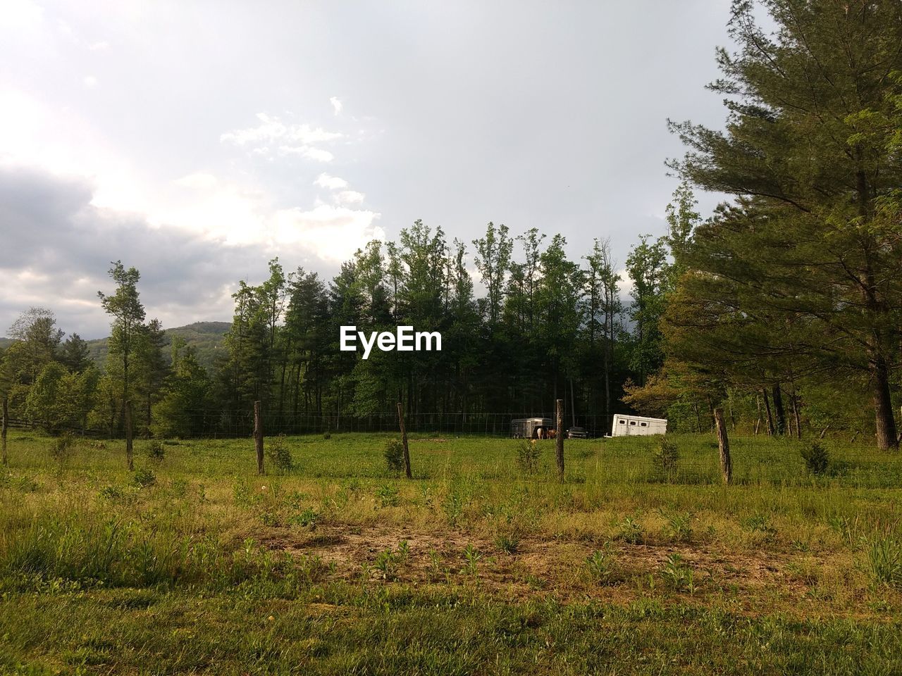 TREES GROWING IN FIELD AGAINST SKY