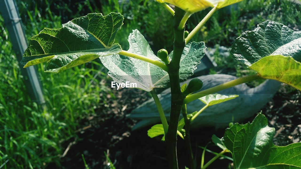 Close-up of fresh green plant