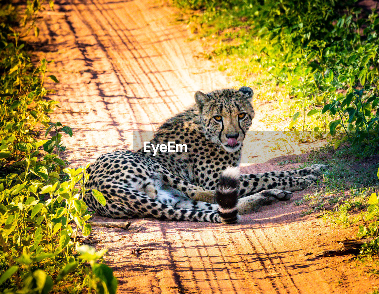 Cheetah on road