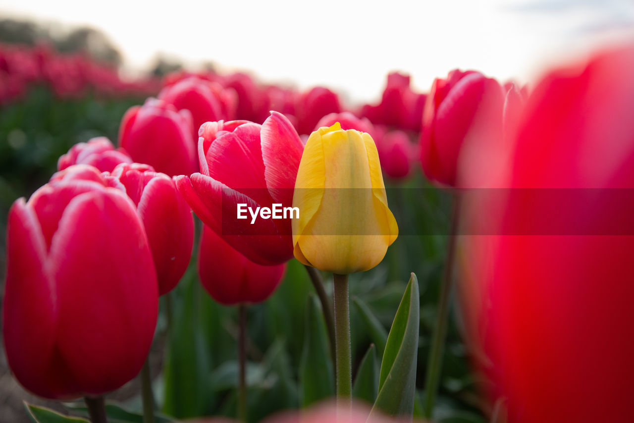 Close-up of red tulip flowers in park