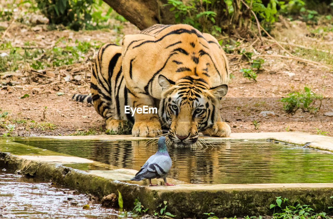 Tiger looking at pigeon in forest