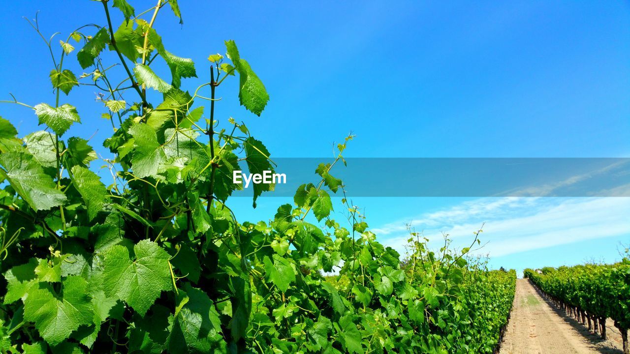 Grape vines growing in field against blue sky