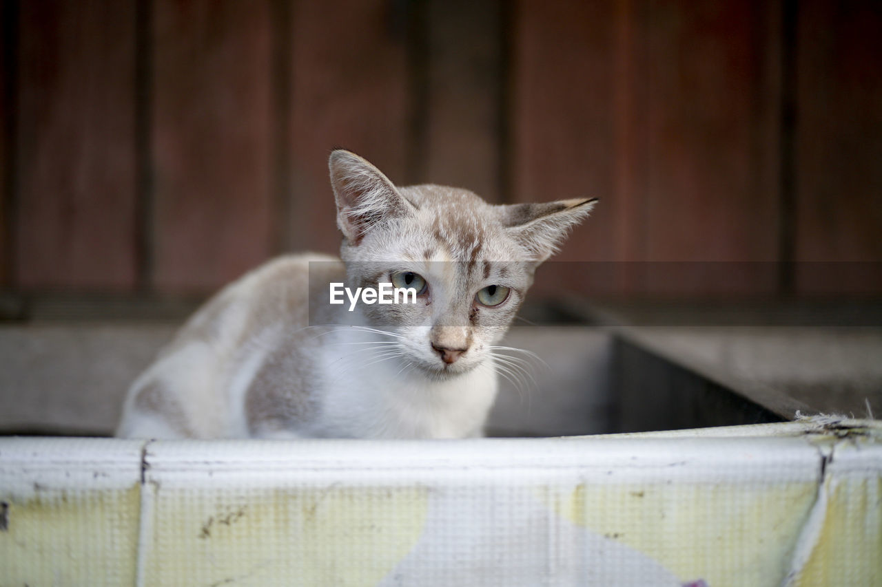 PORTRAIT OF CAT BY KITTEN AT HOME