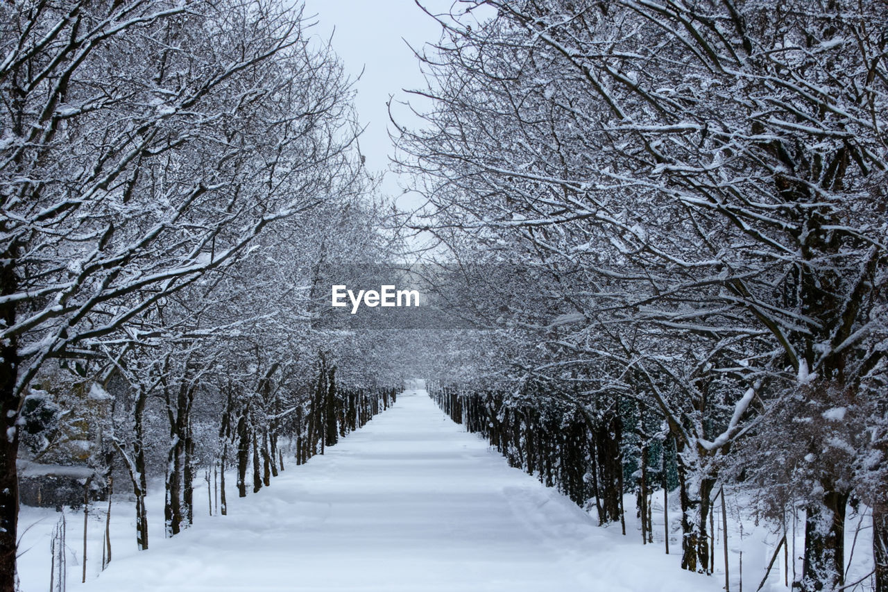 trees on snow covered field