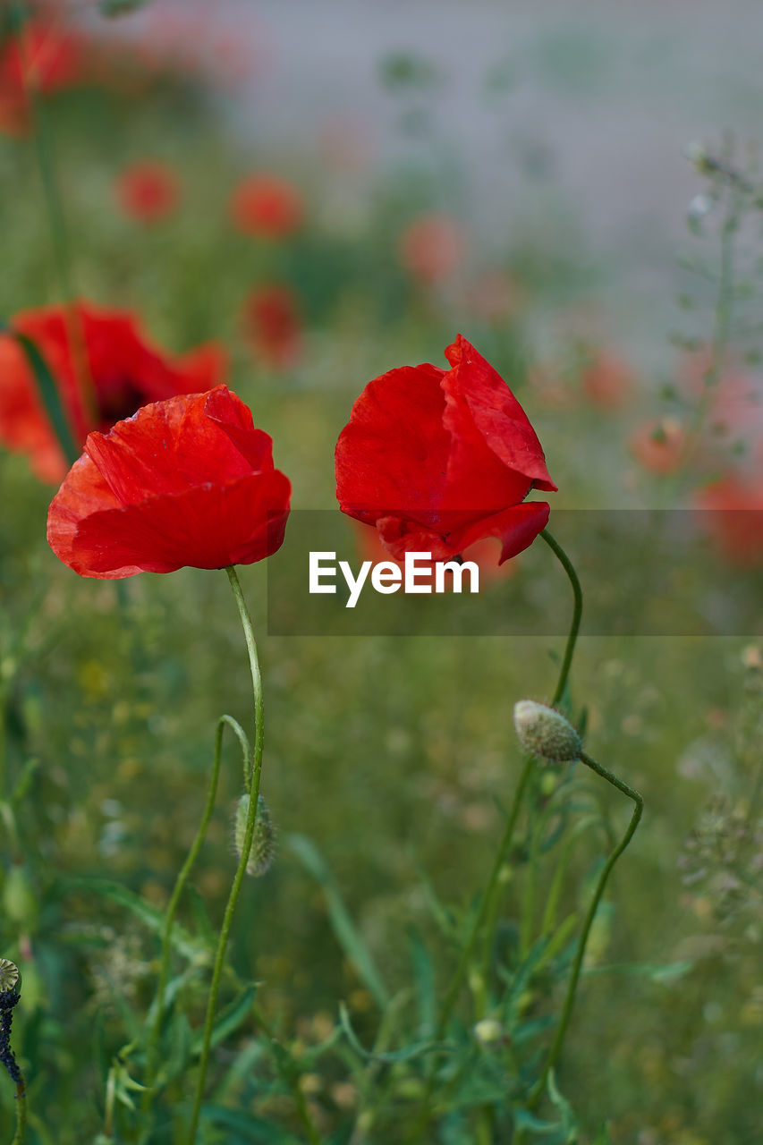 CLOSE-UP OF RED POPPY IN FIELD