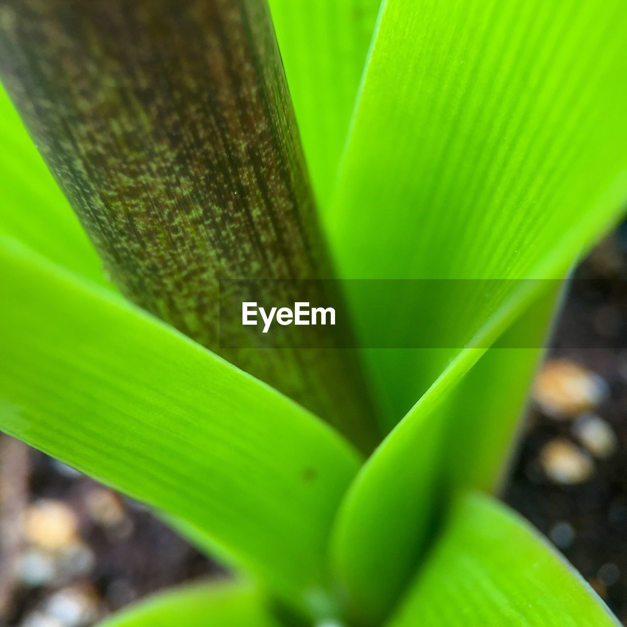 CLOSE-UP OF LEAVES ON PLANT