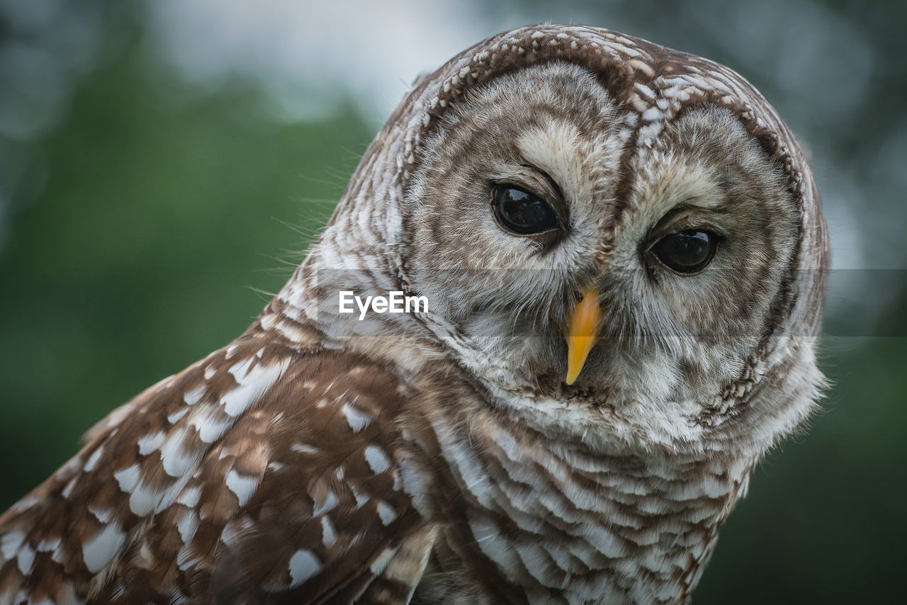 Close-up portrait of owl