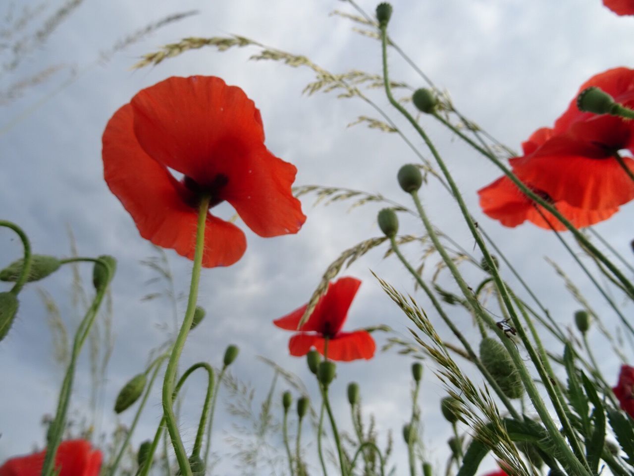 CLOSE-UP OF POPPY BLOOMING AGAINST SKY