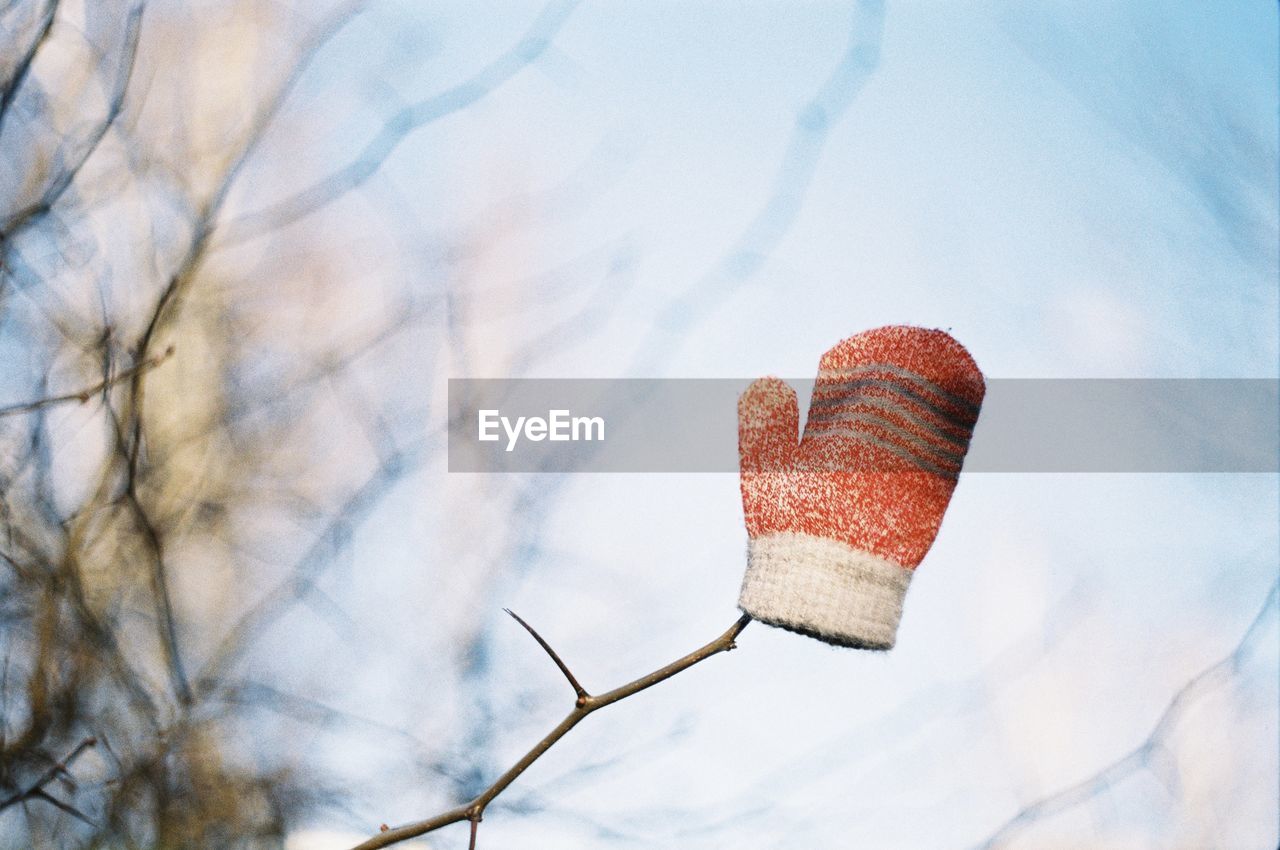 Low angle of a mitten on a branch 