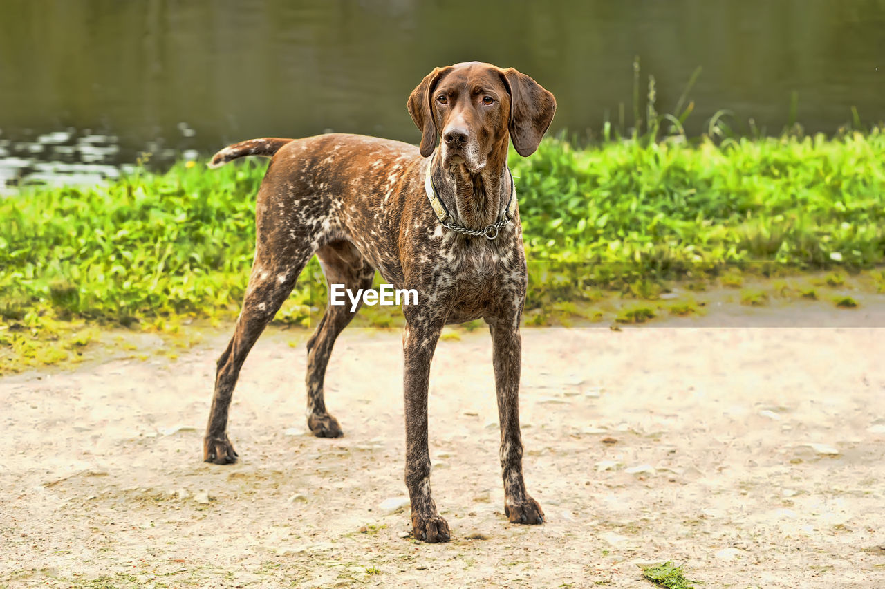 DOG STANDING ON GROUND