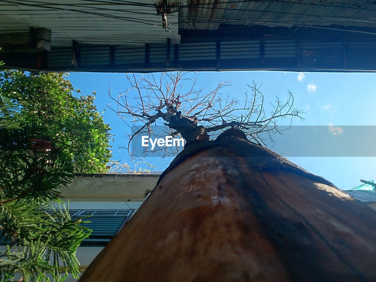 LOW ANGLE VIEW OF LIZARD ON TREE