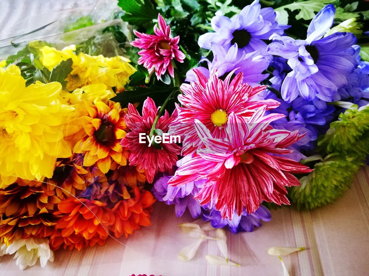 HIGH ANGLE VIEW OF FLOWERING PLANT