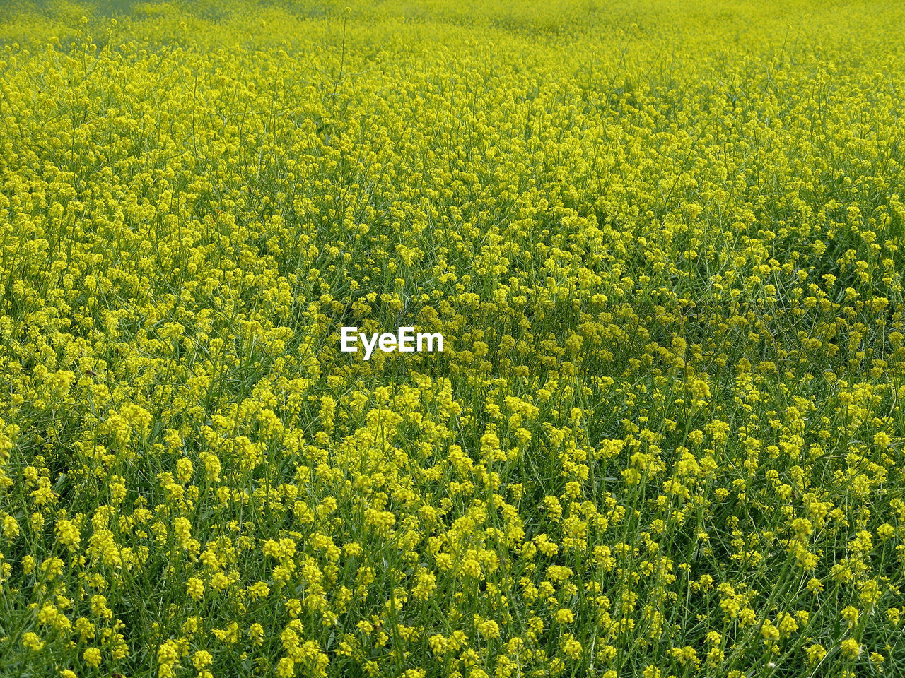 SCENIC VIEW OF YELLOW FLOWERING PLANTS ON FIELD