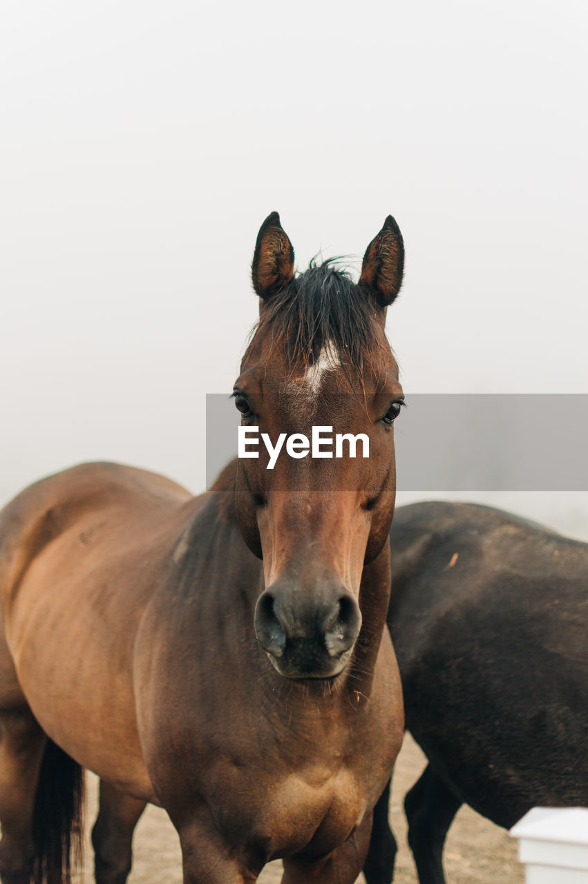 Close-up portrait of a horse