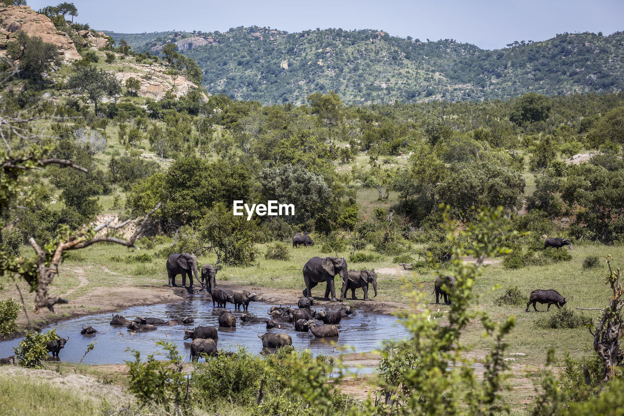 VIEW OF HORSES ON LANDSCAPE AGAINST MOUNTAIN