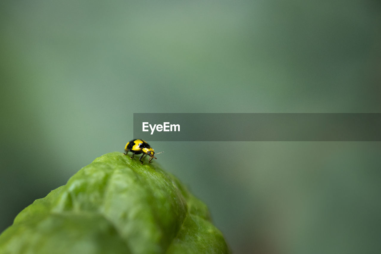 CLOSE-UP OF A LADYBUG ON PLANT