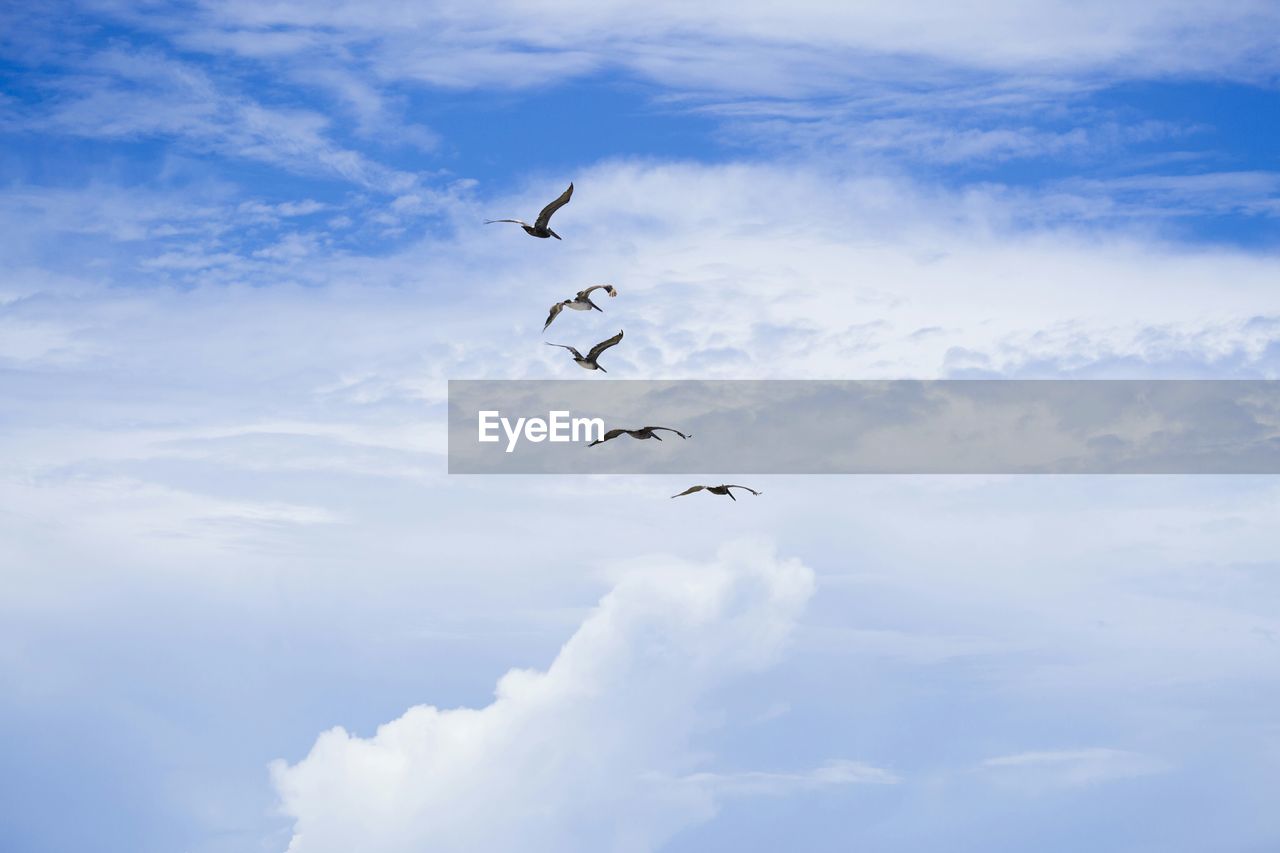 Low angle view of birds flying on sky