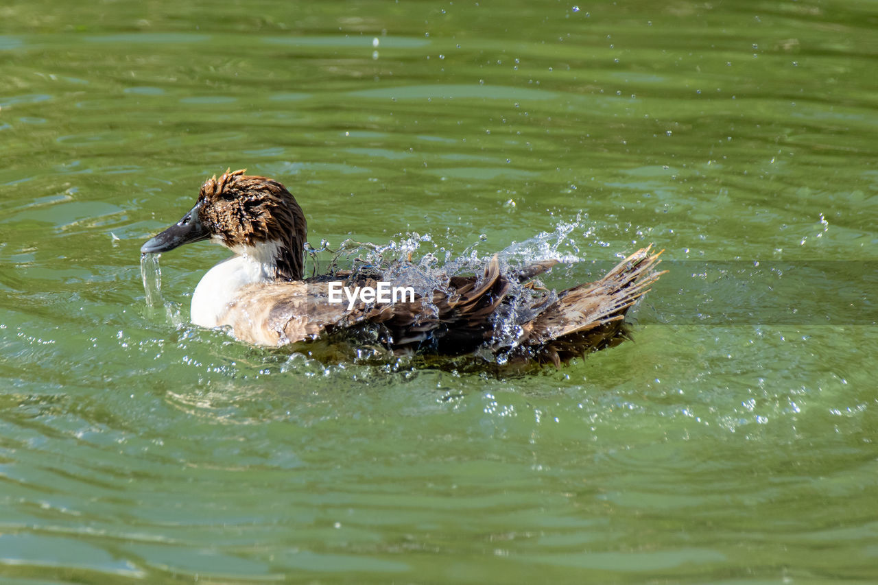 animal themes, animal, animal wildlife, water, wildlife, duck, bird, swimming, one animal, lake, mallard, nature, no people, water bird, ducks, geese and swans, day, poultry, young animal, beak, outdoors, waterfront