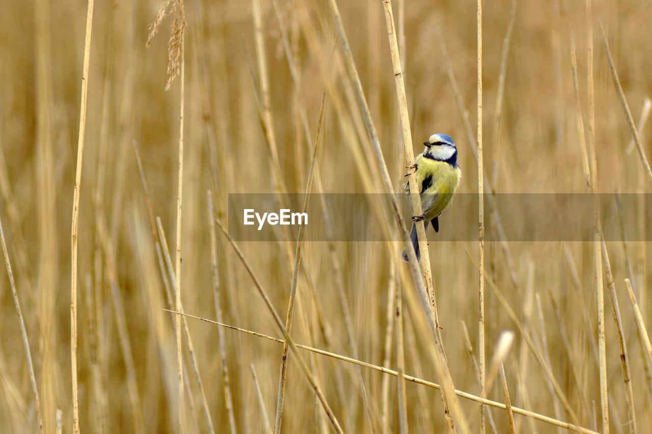 Bird perching on a field