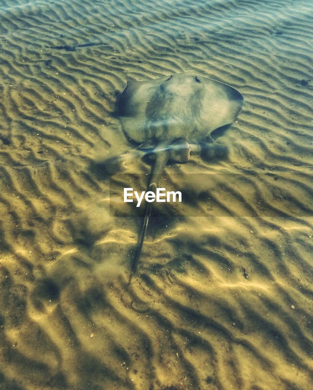 HIGH ANGLE VIEW OF TURTLE IN SWIMMING POOL