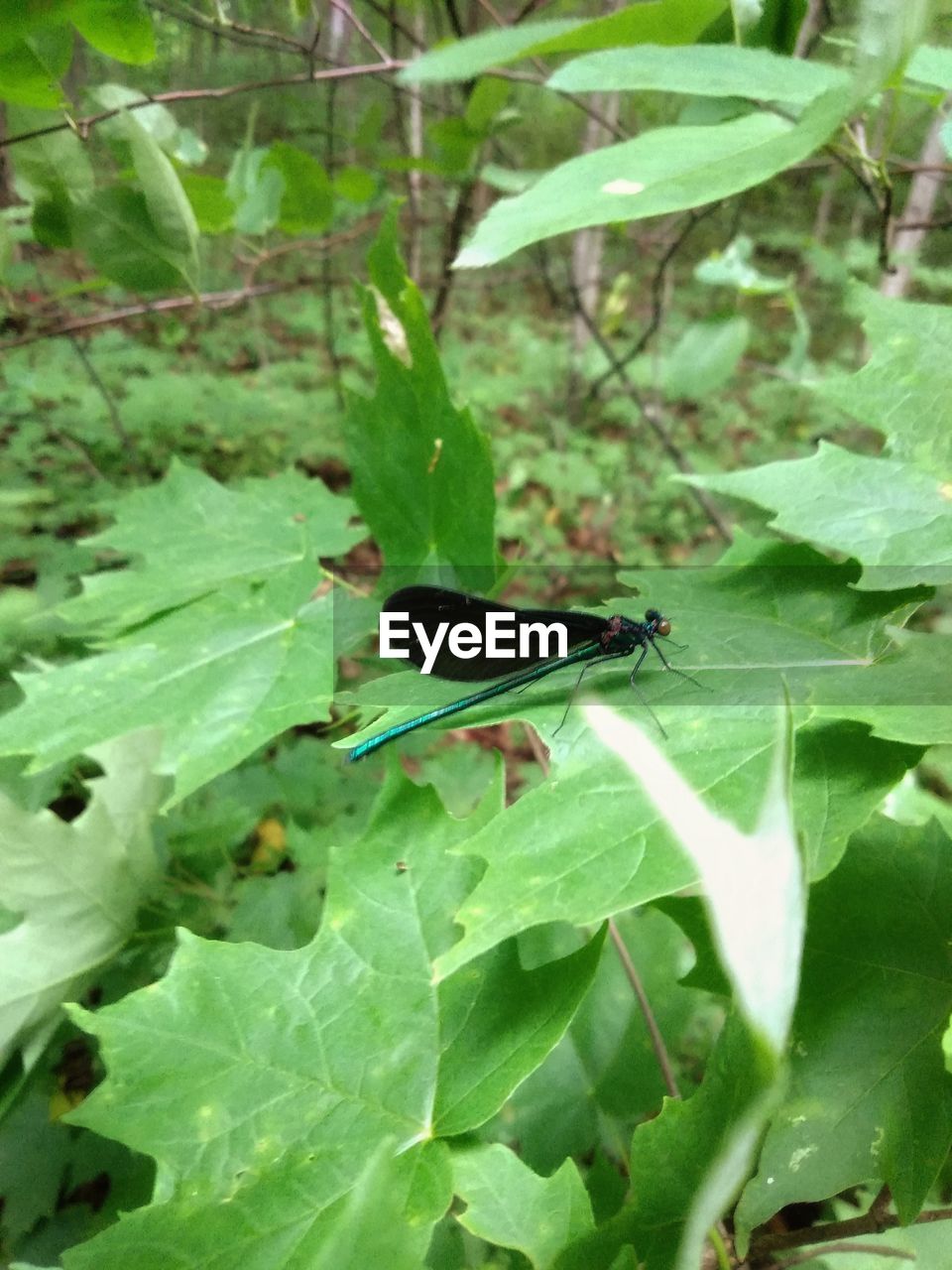 CLOSE-UP OF BUTTERFLY PERCHING ON PLANT