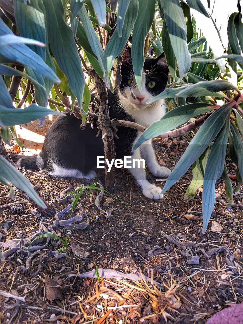 CRAB ON PLANT