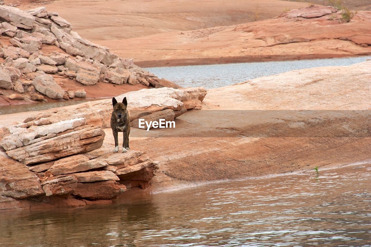Dog standing on rock by water