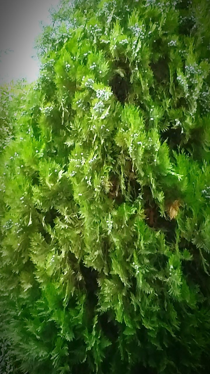 PLANTS GROWING ON TREE TRUNK