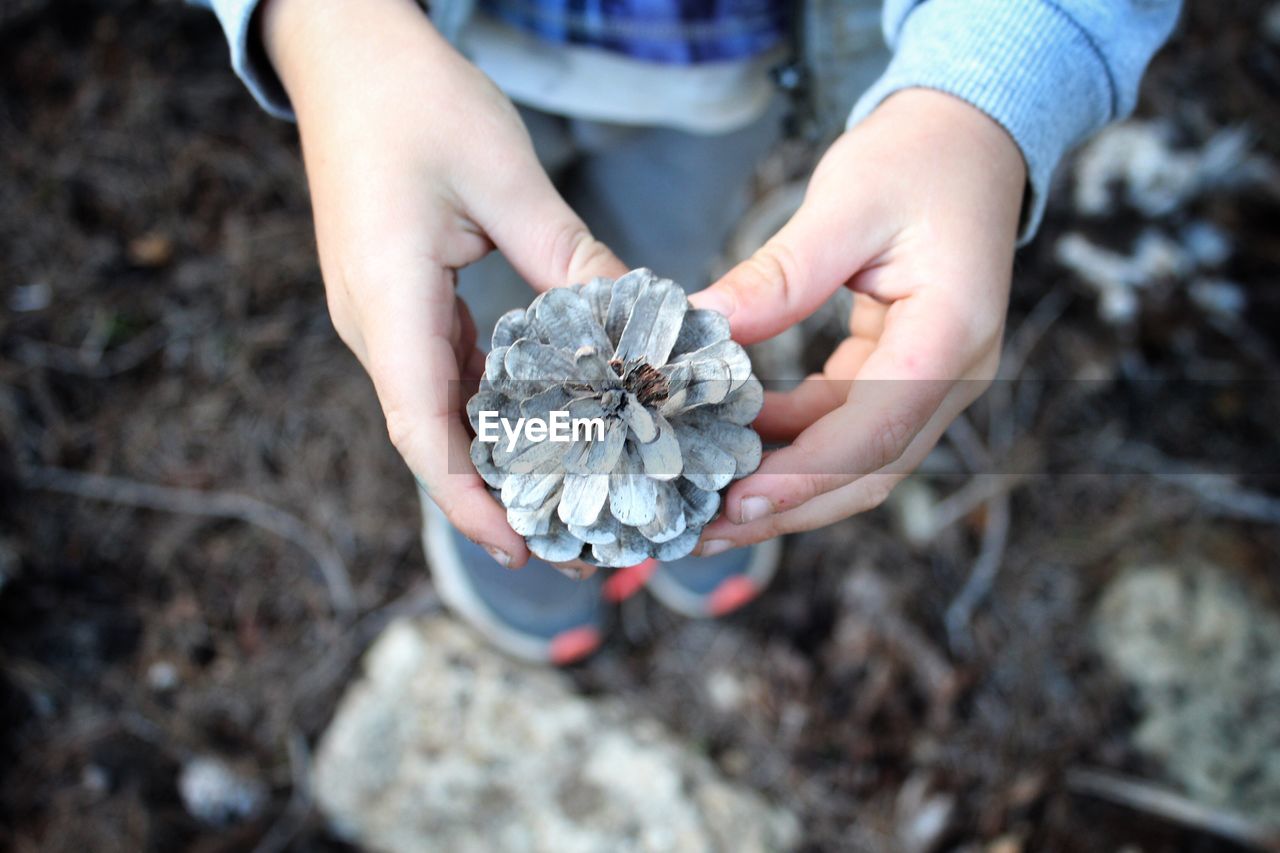 Low section of child holding pine cone while standing outdoors
