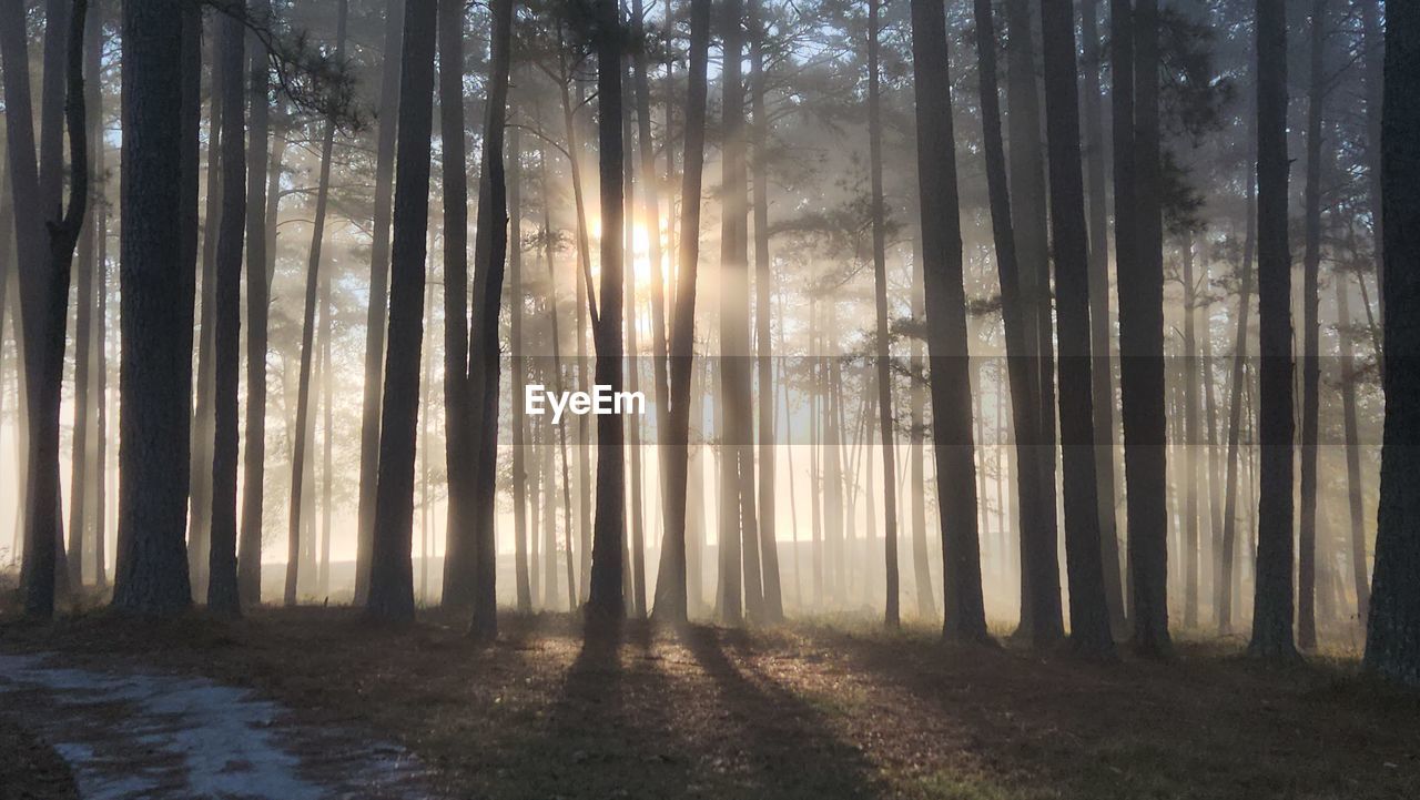 low angle view of trees in forest