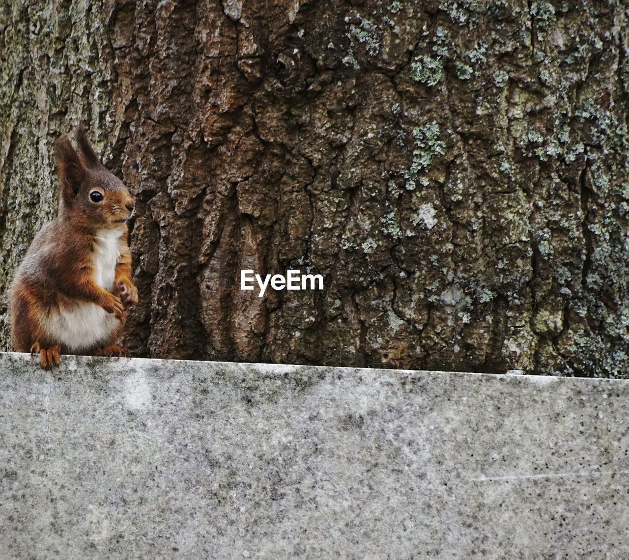 Low angle view of squirrel on retaining wall by tree trunk