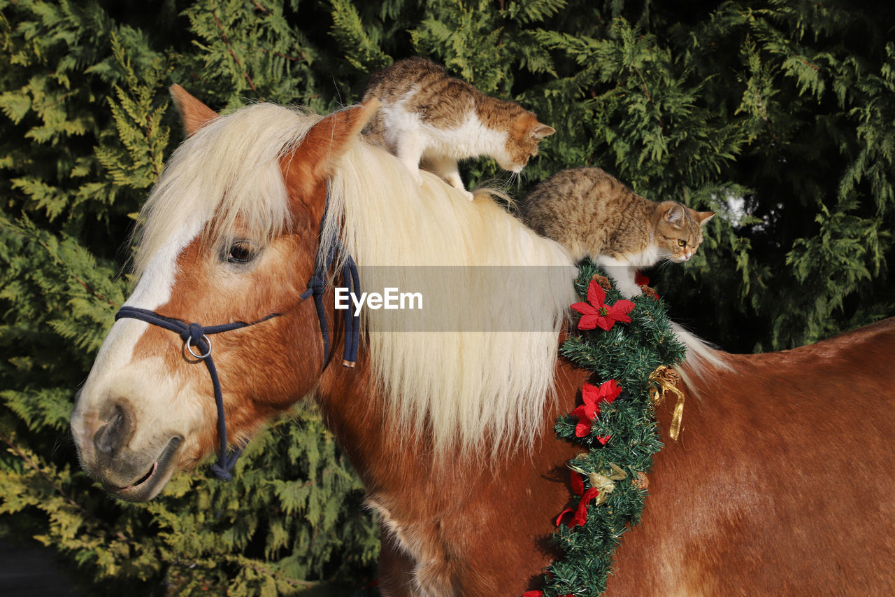 HORSES IN A FARM