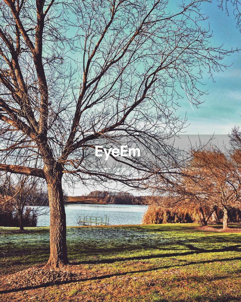 BARE TREE ON FIELD AGAINST SKY