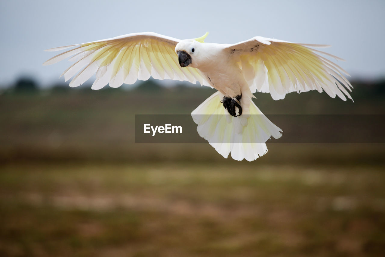 CLOSE-UP OF WHITE BIRD FLYING AGAINST BLURRED BACKGROUND