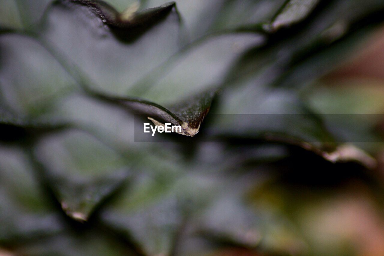 CLOSE-UP OF SNAKE ON FLOWER