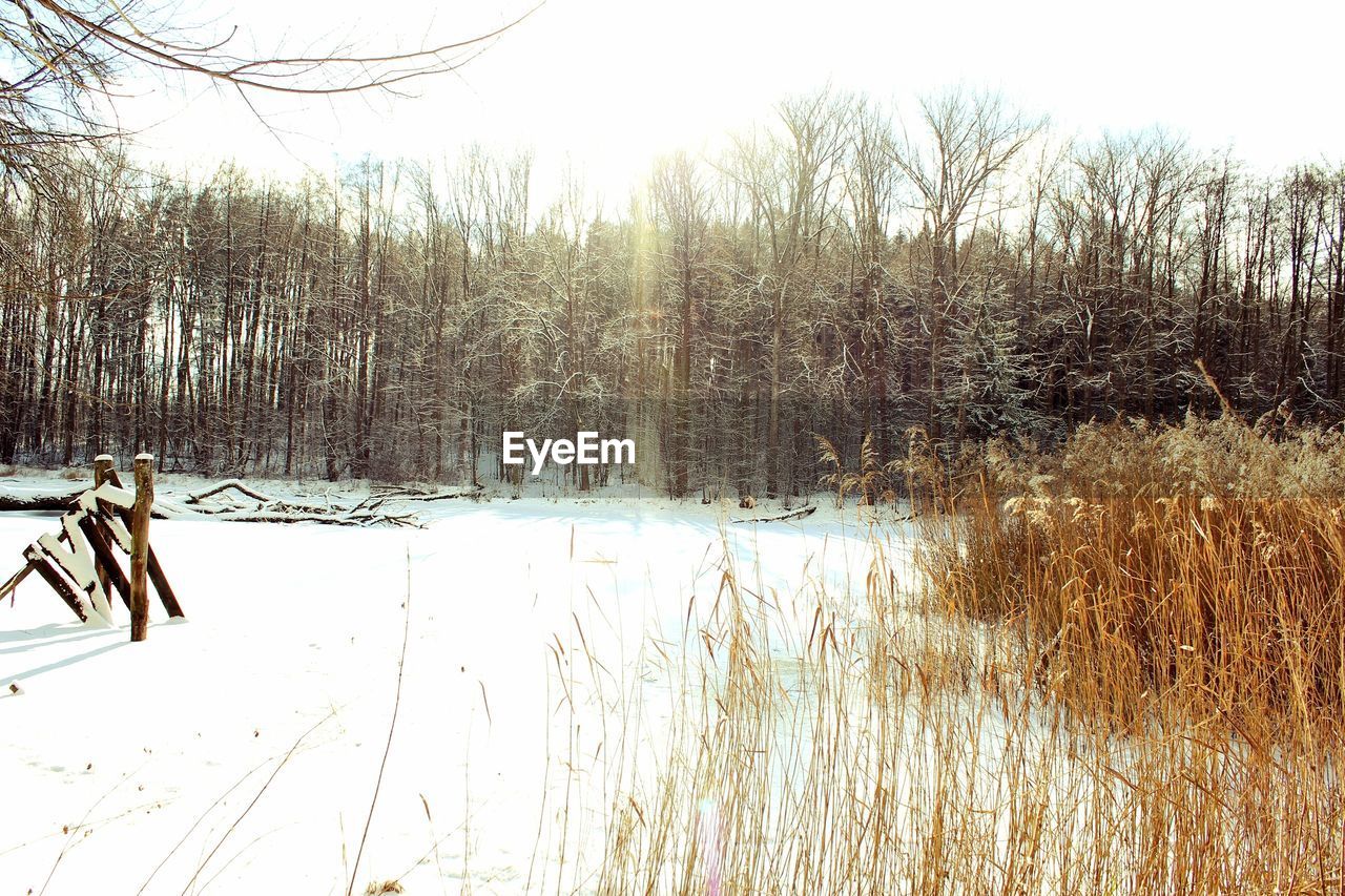 BARE TREES ON SNOWY LANDSCAPE