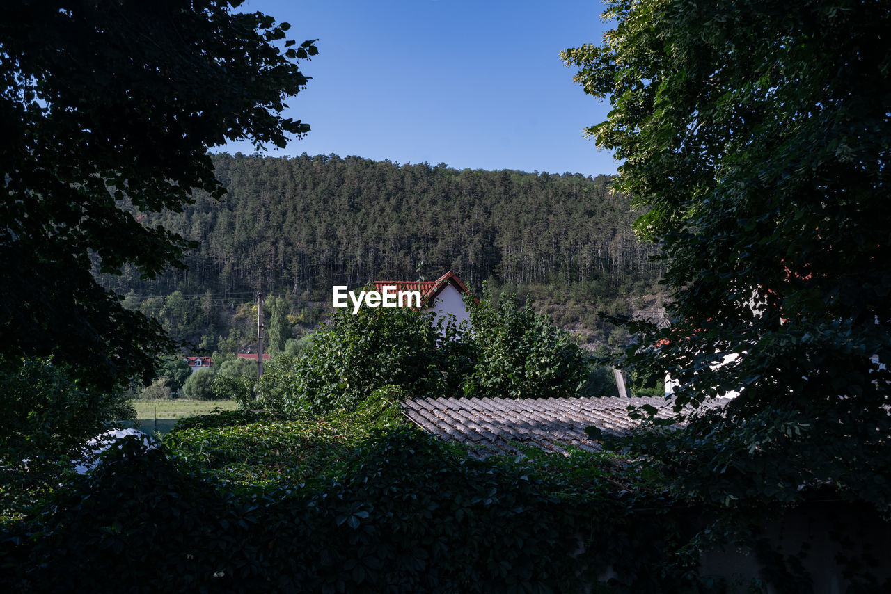 PLANTS GROWING OUTSIDE HOUSE AGAINST SKY