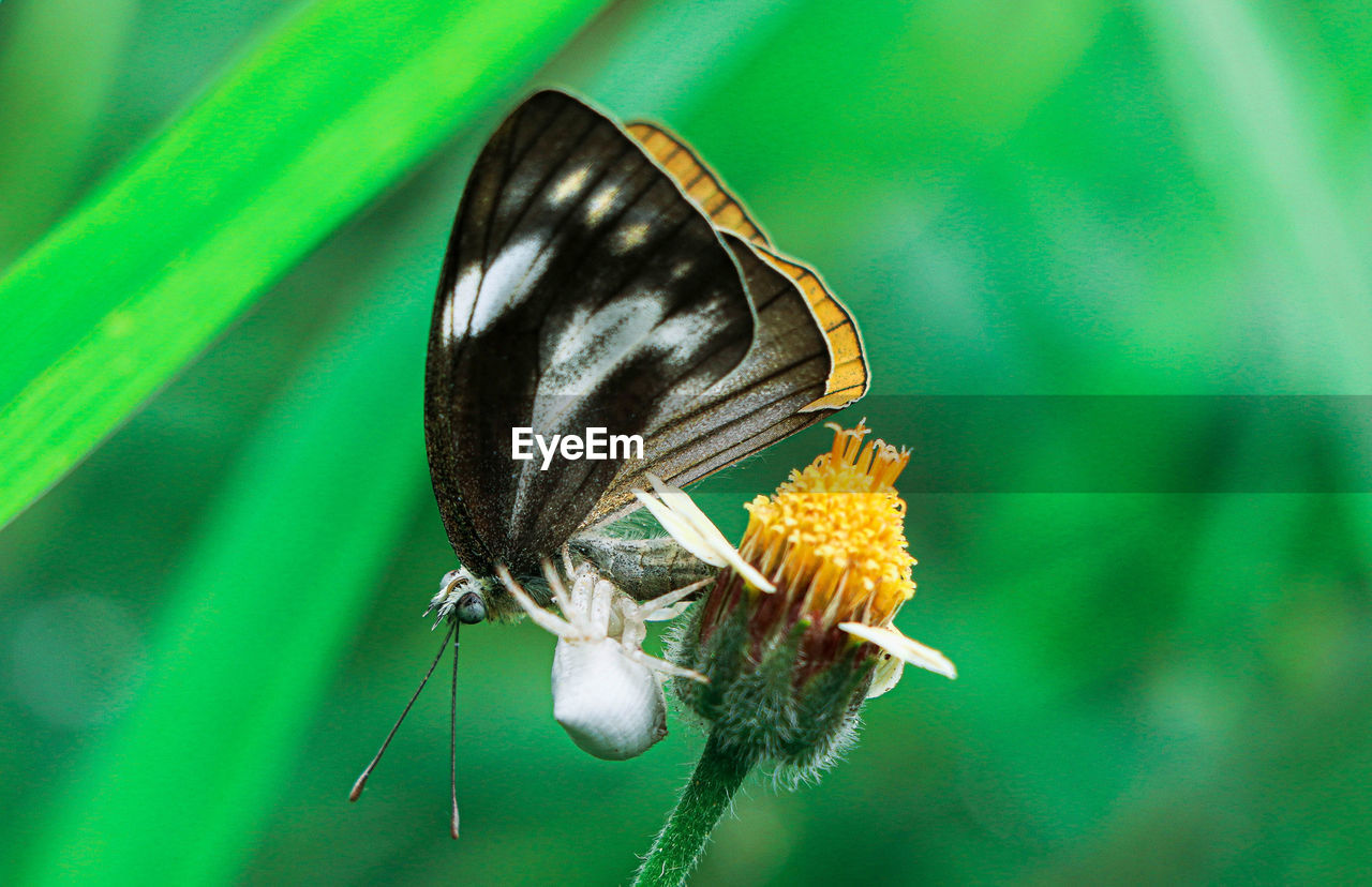 Close-up of butterfly pollinating on flower