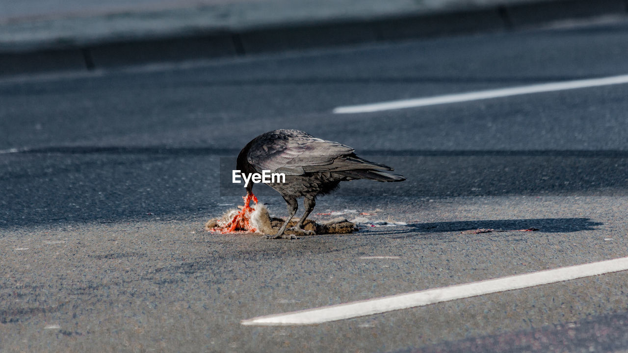 Crow eating on dead animal on road
