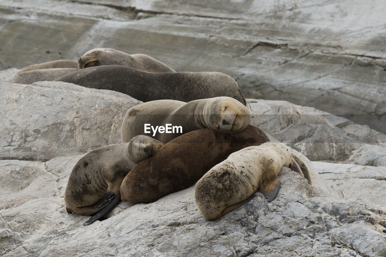 HIGH ANGLE VIEW OF SEA LION