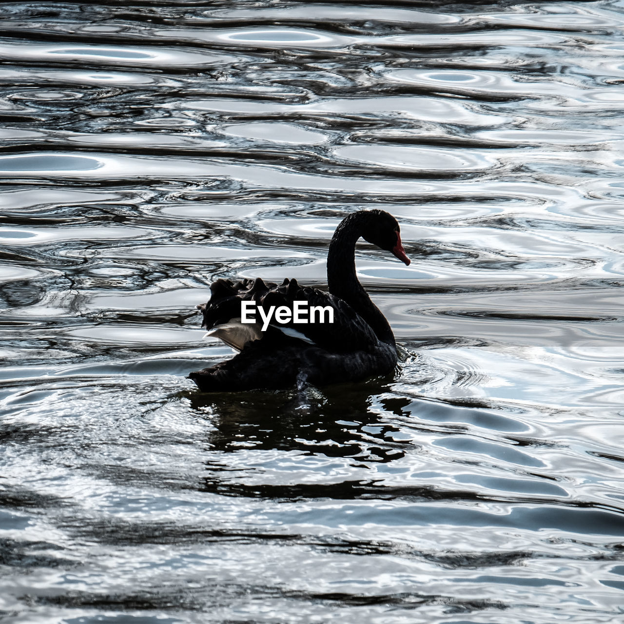 DUCKS SWIMMING IN WATER